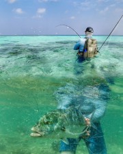 Fly fishing Maldives Bluefin trevally 